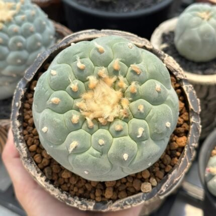 Peyote Cactus (Lophophora williamsii), its botanical characteristics, cultural significance, natural alkaloids, conservation, and legal status.