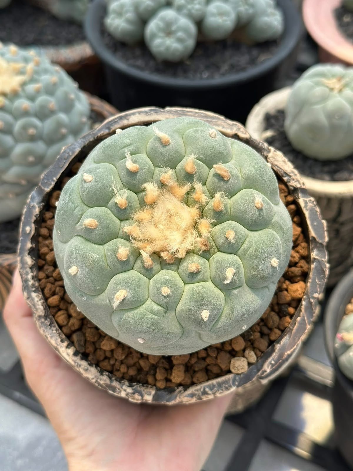 peyote Peyote Cactus (Lophophora williamsii), its botanical characteristics, cultural significance, natural alkaloids, conservation, and legal status.